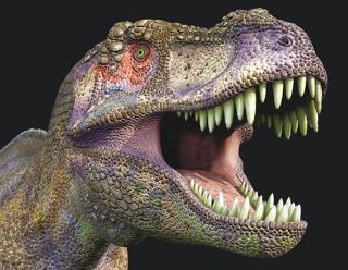 Obrázek z Magnet 3D 7x9cm - T-rex hlava 